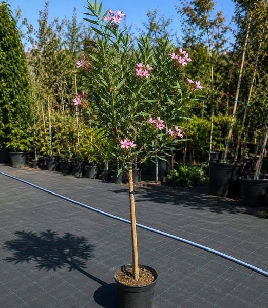 Nerium oleander ‘Magaly’ 90 cm kmeň